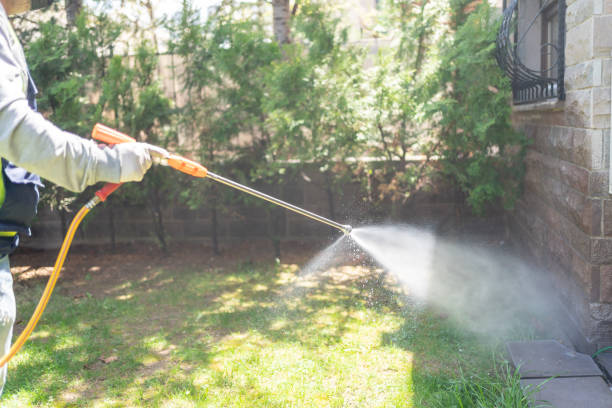 Best Wasp Removal Services  in Hornell, NY