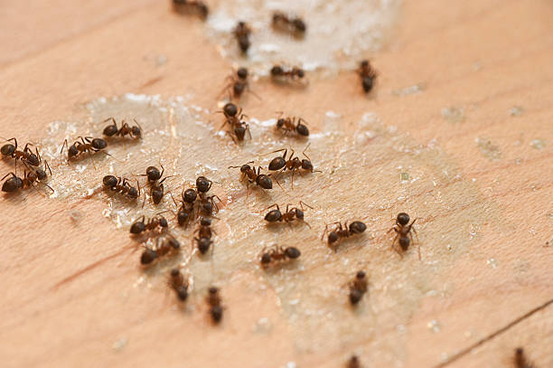 Best Affordable Pest Control Services  in Hornell, NY