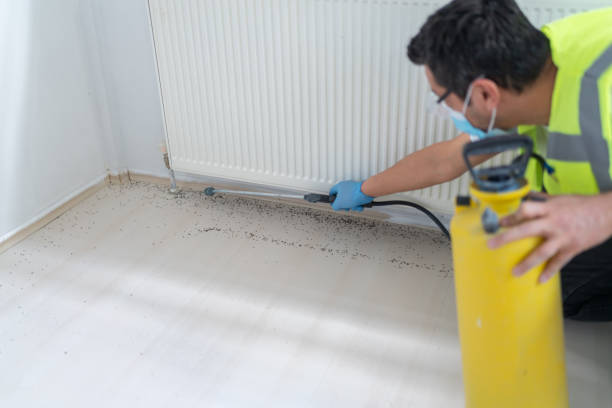 Best Mosquito Control Services  in Hornell, NY